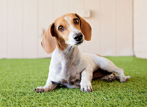 Pet Turf Buyer's Guide: The Best Turf for Your Best Friend