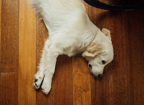 Pet Friendly Flooring Buying Guide:
