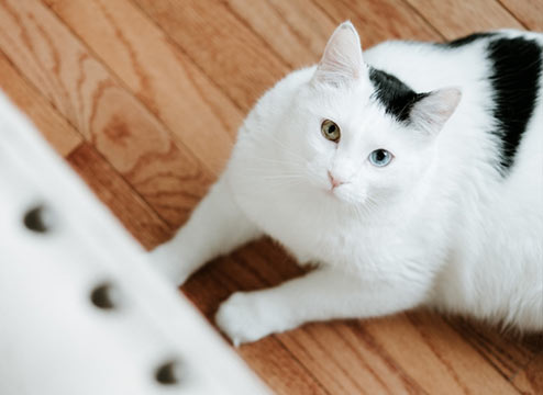 Pet Friendly Flooring Buying Guide: