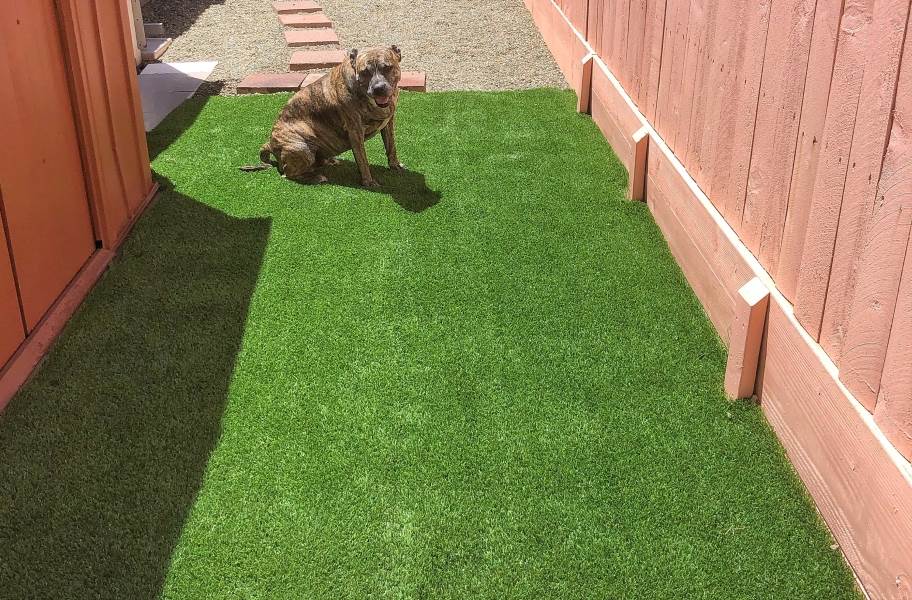 Bow Wow Pet Turf Rolls - view 10