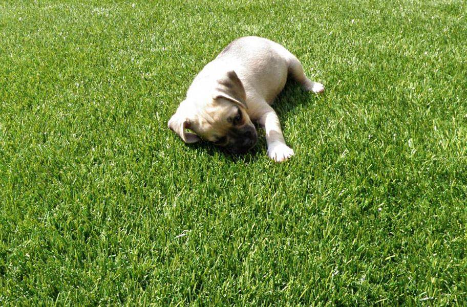 Pet Turf Rugs Friendly Flooring, Artificial Grass Rugs For Dogs